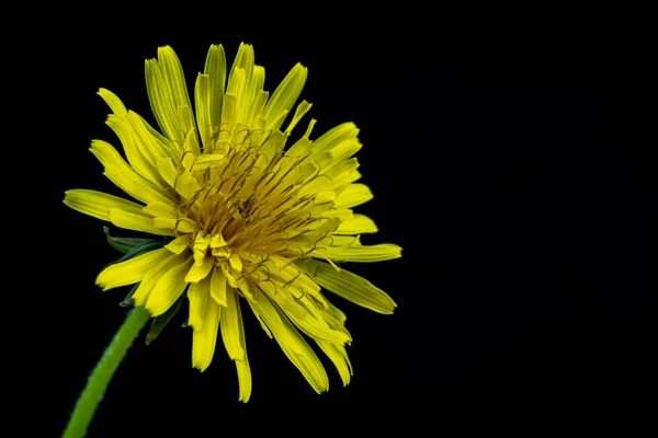Kwitnienie mniszka lekarskiego. Kwiat żółty, sfotografowany w studio fotograficzne — Zdjęcie stockowe