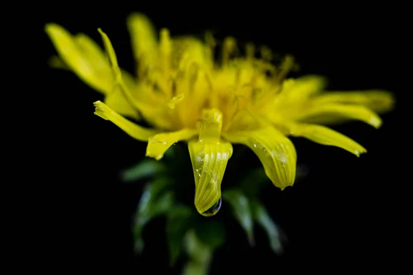 Diente de león floreciente. Flor amarilla fotografiada en un estudio fotográfico —  Fotos de Stock