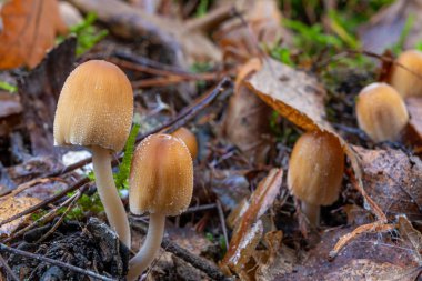 Bir kütükte büyüyen küçük zehirli mantarlar.. 