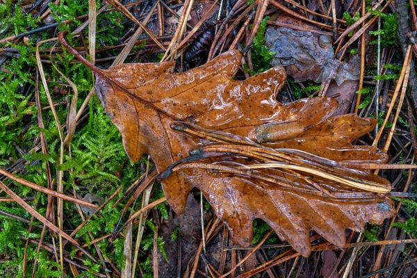 Feuilles d'arbres humides sur un sentier forestier . — Photo