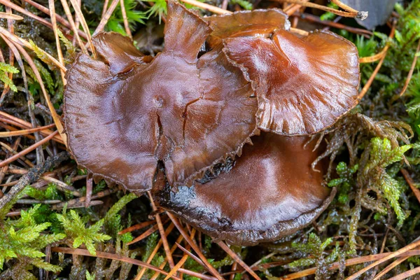 Dark rotten mushrooms in the woods. Rotten black mycelium. — Stock Photo, Image