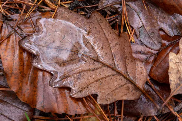 Mokre liście na leśnej ścieżce. — Zdjęcie stockowe