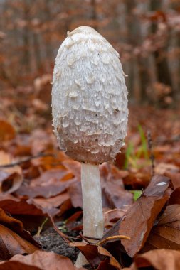 Orta Avrupa 'da yenilebilir mantar yetişiyor. 