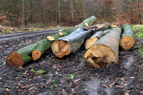 Holzstämme liegen im Wald. — Stockfoto