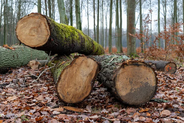 Troncos de madeira deitado na floresta . — Fotografia de Stock