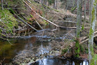 Küçük nehir yatağında yaşlı ağaçlar devrildi..