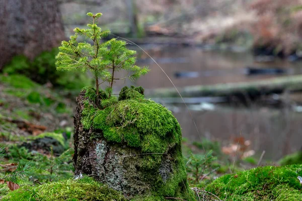 Pequena árvore de abeto crescendo em um tronco velho musgo . — Fotografia de Stock
