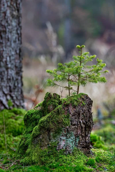 Pequena árvore de abeto crescendo em um tronco velho musgo . — Fotografia de Stock
