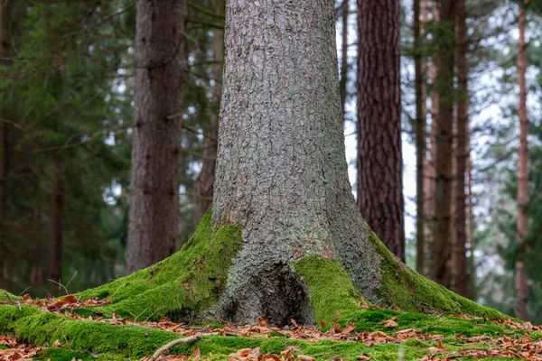 De stam van een grote sparren boom. — Stockfoto