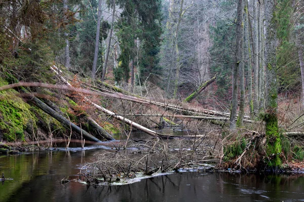 Küçük nehir yatağında yaşlı ağaçlar devrildi.. — Stok fotoğraf