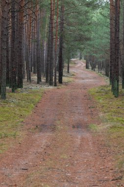 Kozalaklı ormanda bir orman yolu.. 