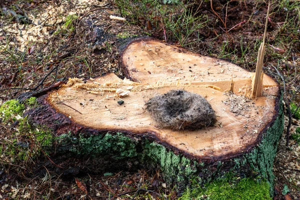 Hnízdo malého ptáčka na čerstvě vykáceném kmeni stromu. — Stock fotografie