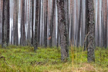 Diğer ağaçların arka planına karşı çam ağacı gövdesi. Bir çam ağacı