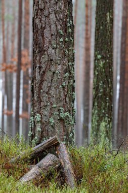 Diğer ağaçların arka planına karşı çam ağacı gövdesi. Bir çam ağacı
