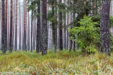 Diğer ağaçların arka planına karşı çam ağacı gövdesi. Bir çam ağacı