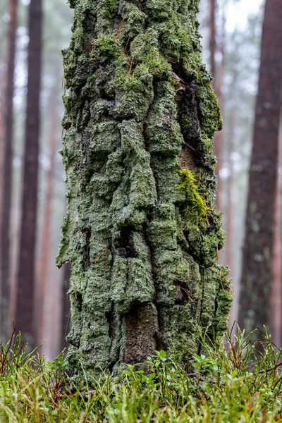 树干底部的桦树树皮. 一个十进制的生树干 — 图库照片