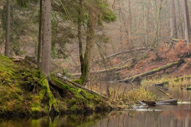 Orman vadisinde akan küçük bir nehir. C 'de bir doğa rezervi