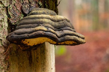 Çürümüş bir ağaçta büyüyen bir merkez. Merkez 'de bir doğa rezervi
