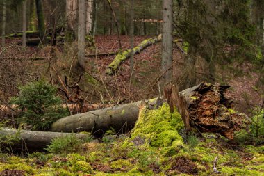 Düşmüş kozalaklı gövdeler. Orta Avrupa 'da bir doğa rezervi. 