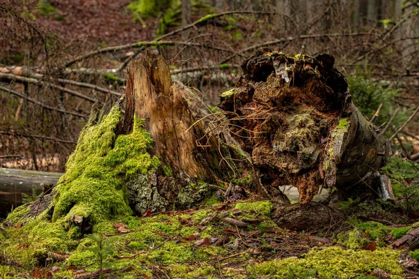 Gevallen naaldboomstammen. Een natuurreservaat in Midden-Europa. — Stockfoto