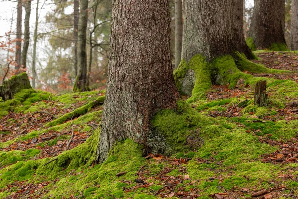 Koffertar av stora barrträd. Ett naturreservat i Centraleuropa. — Stockfoto