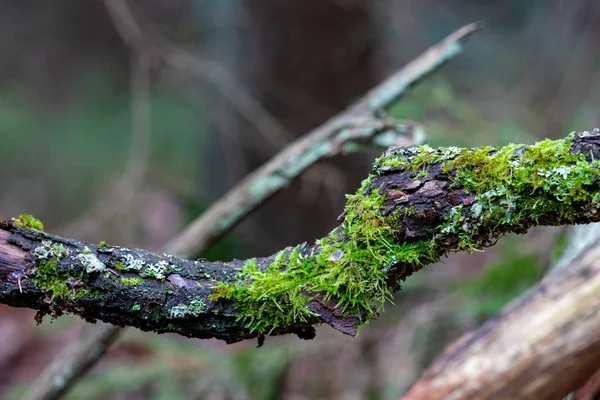 Moss em um ramo na floresta. Ramos de árvores na floresta — Fotografia de Stock