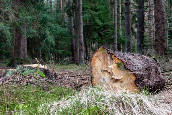 一个巨大的云杉树干躺在森林里. 砍伐树木 — 图库照片