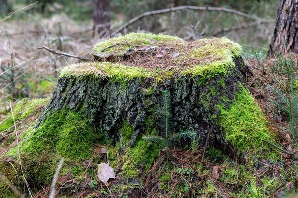 Mossy tree trunk. overwoekerde stam van een bladverliedige boom. — Stockfoto