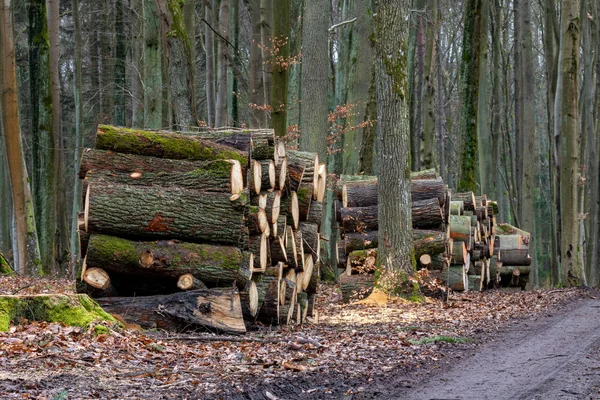 Uma pilha de madeira disposta ao longo de uma estrada florestal. Madeira preparada para e — Fotografia de Stock