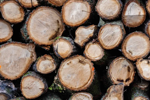 Ormandan ihraç edilecek odun kütükleri. Yuvarlak w parçaları — Stok fotoğraf