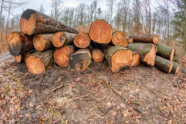 Ormandan ihraç edilecek odun kütükleri. Yığılmış odun. — Stok fotoğraf