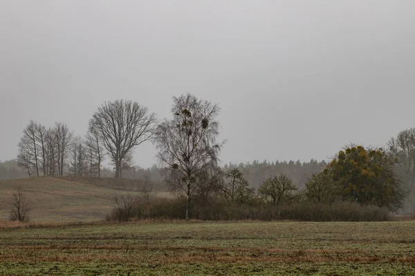 Een klomp bomen die groeien in een veld. Takken van bomen in een mist — Stockfoto