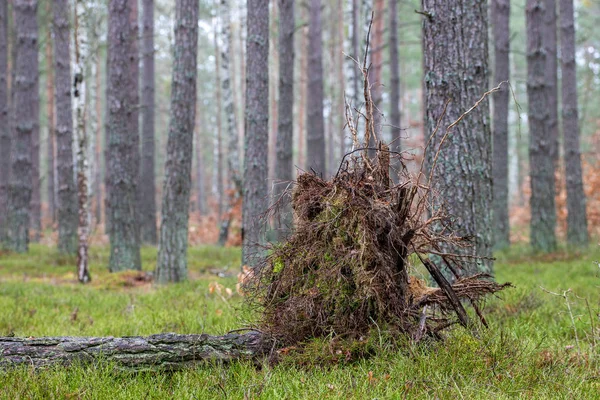 Pino rovesciato nella foresta. Le radici di un albero rovesciato da — Foto Stock