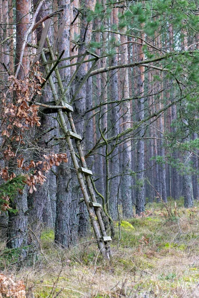 Jachtkansel aan de rand van het bos. Houten constructie — Stockfoto
