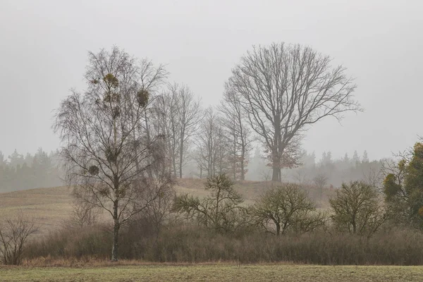 A clump of trees growing in a field. Branches of trees in a fogg — 스톡 사진