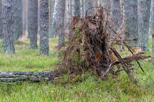 在森林里翻倒了松树 树的根被推倒了 — 图库照片