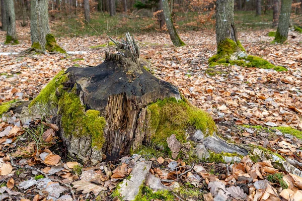 Boomstam gekapt door een bever. Vernietigde bomen in een moerassig bos. — Stockfoto