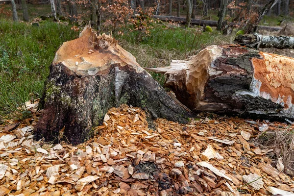 Bir kunduz tarafından kesilmiş ağaç gövdesi. Bataklık ormanında tahrip edilmiş ağaçlar.. — Stok fotoğraf