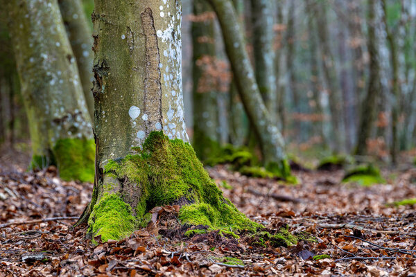 Mossy trunks of a beech tree in the forest. Trees in deciduous f