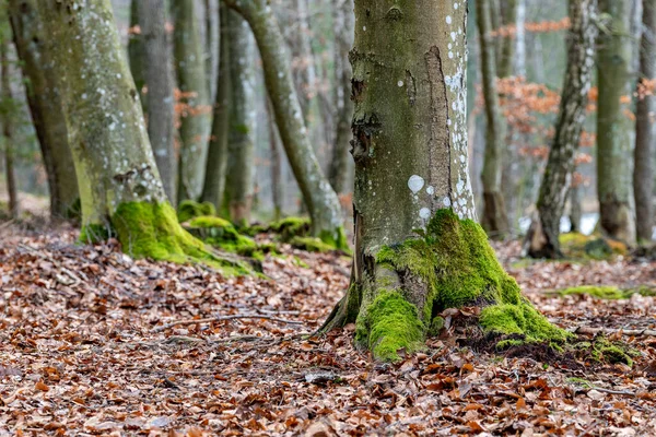Moosige Stämme einer Buche im Wald. Bäume im Laub — Stockfoto