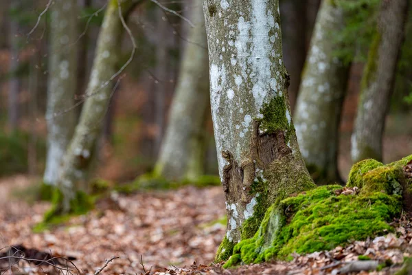 Mossige stammen van een beukenboom in het bos. Bomen in loofbomen f — Stockfoto