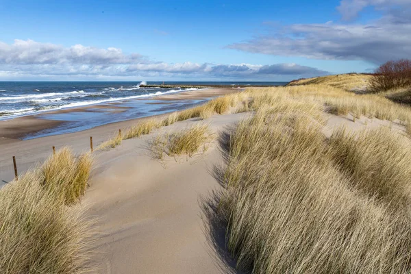 Θίνες Στην Παραλία Της Κεντρικής Ευρώπης Βλάστηση Αναπτύσσεται Αμμώδεις Αμμόλοφους — Φωτογραφία Αρχείου