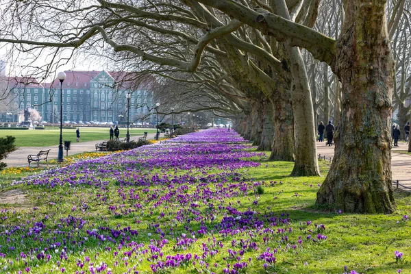 Szczecin Zachodniopomorskie Poland March 2020 Kasprowicz Park Szczecin Place Rest — Stockfoto