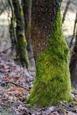 Yosunlu yaprak döken ağaç gövdesi. Ağacın kabuğunda yetişen yeşil yosunlar. Bahar mevsimi.