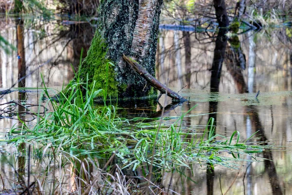 Zelená Tráva Roste Bažinaté Vodě Mokřady Bažiny Lese Jarní Sezóna — Stock fotografie