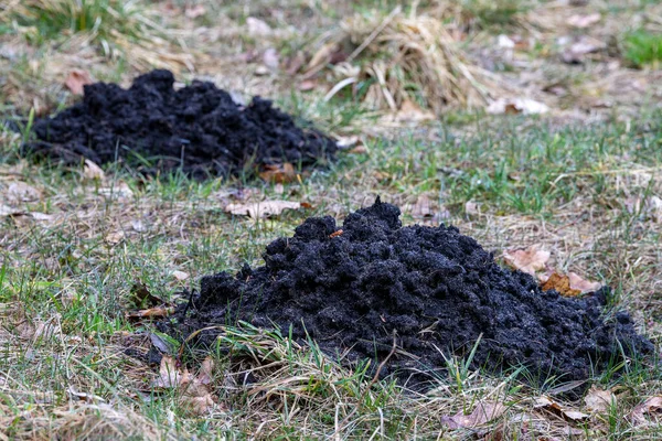 Molehill Prado Solo Negro Escavado Por Uma Toupeira Temporada Primavera — Fotografia de Stock