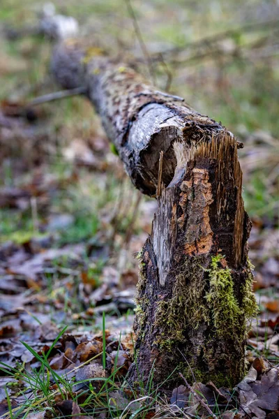 Velký Strom Pokáceli Bobři Starý Suchý Kmen Stromu Břehu Jezera — Stock fotografie
