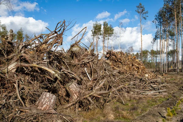 Stor Bunke Fyrretræsgrene Brænde Forberedt Til Eksport Fra Skoven Forårssæsonen - Stock-foto