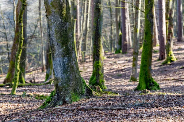 Moosiger Baumstamm Der Überwucherte Stamm Eines Laubbaumes Frühlingszeit — Stockfoto