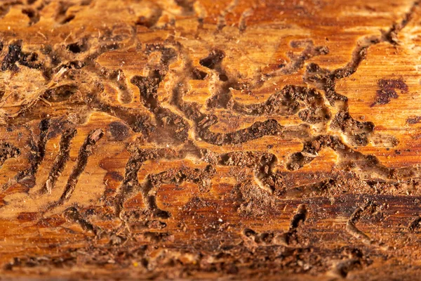 Woodworm Tunnels Coniferous Wood Pine Infested Bark Beetles Dark Background — Stock Photo, Image